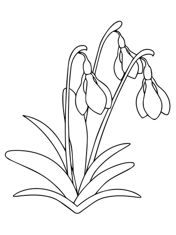 Snowdrop Flower  Coloring Page